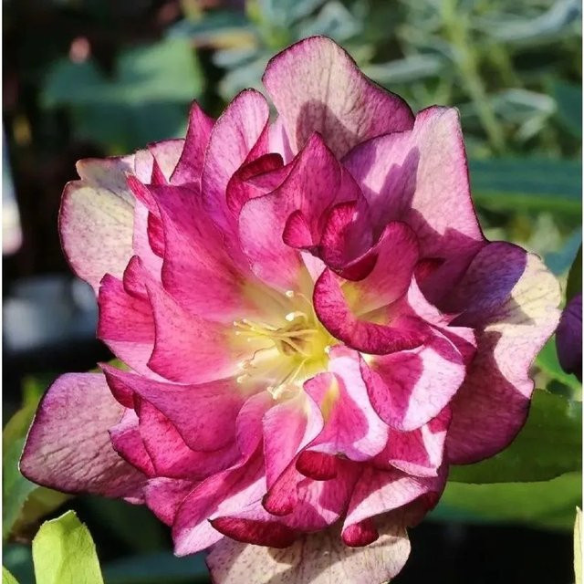 Christrose Lenzrose Double Ellen Red Helleborus orientalis in Rot - Bild 1