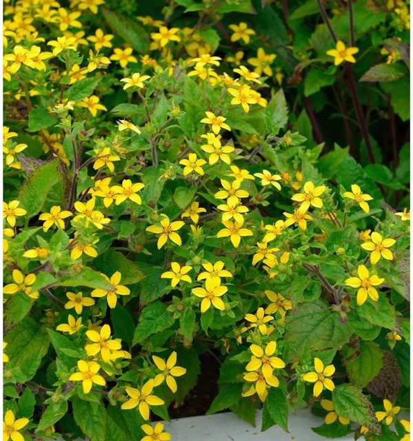 Chrysogonum virginianum Goldkörbchen Andre Viette gelbe Blüte als mehrjährige Bodendecker-Pflanze für den Garten - Bild 1