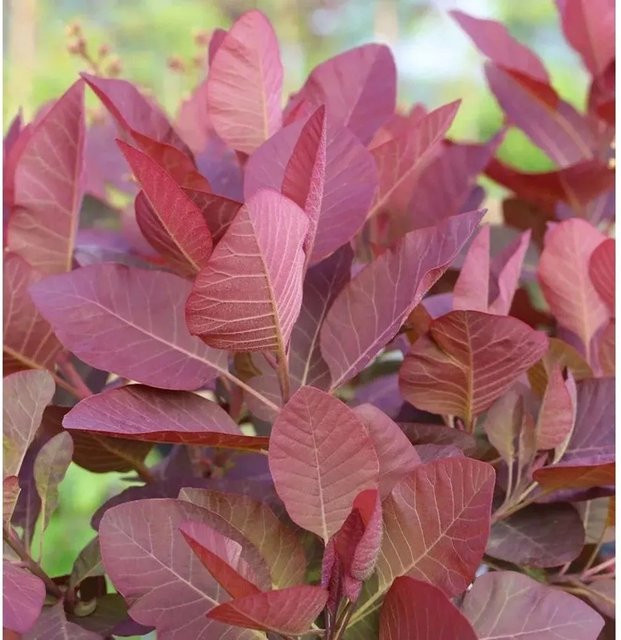 Cotinus dummeri Perückenstrauch Grace in Purpurrosa und Dunkelrot, Höhe: 60-80 cm - Bild 1