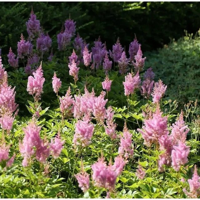 Astilbe arendsii Prachtspiere Visions in Pink von Nr-01.de, rosa mehrjährige Gartenpflanze - Bild 1