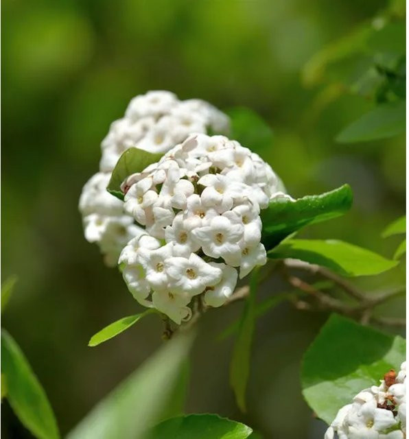 Osterschneeball Viburnum burkwoodii Anne Russell, weißer Zierstrauch für den Garten, Höhe: 40-60 cm - Bild 1
