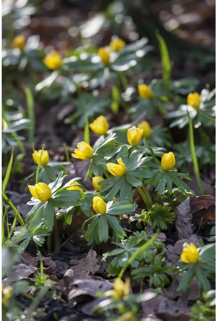 Eranthis Hyemalis Winterling gelbe Staude als Bodendecker im Topf - Bild 1
