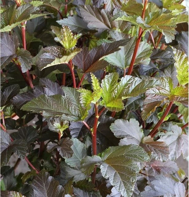 Physocarpus opulifolius Fasanenspiere Diable d Or Strauch in Weiß und Lila, Höhe: 30-40 cm - Bild 1