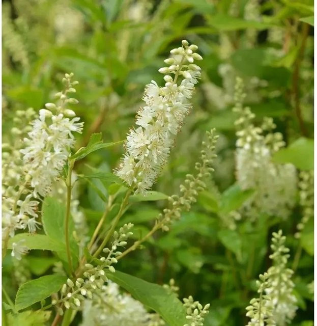Clethra alnifolia Silberkerzenstrauch Hummingbird weiß, Höhe: 30-40 cm - Bild 1