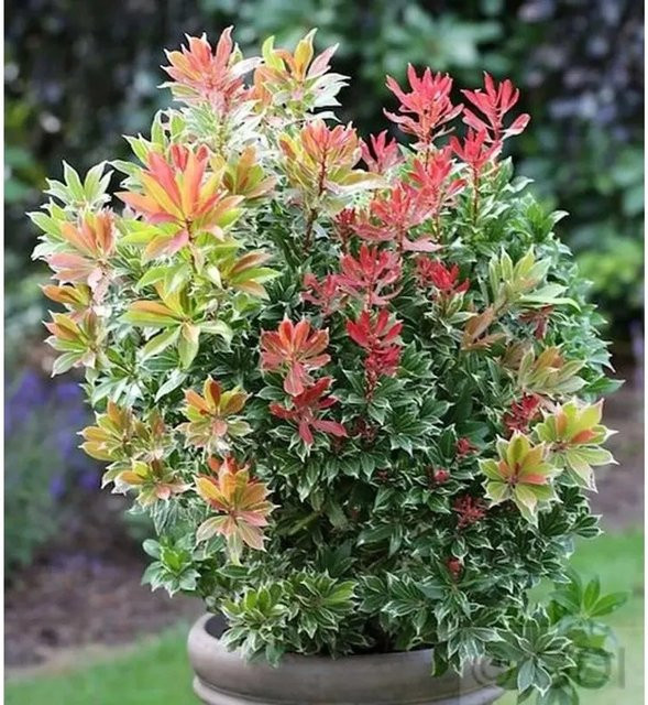 Pieris japonica Schattenglöckchen Carneval Lavendelheide, Zierstrauch in Rot, Grün und Weiß, Höhe: 15-20 cm - Bild 1