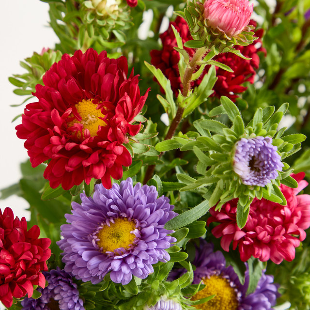 Blume2000 Bunte Sommerastern Mixed Multicolor - Bild 1