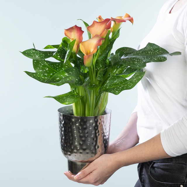 Afrikanische Calla Orange von BLUME2000 - Bild 1