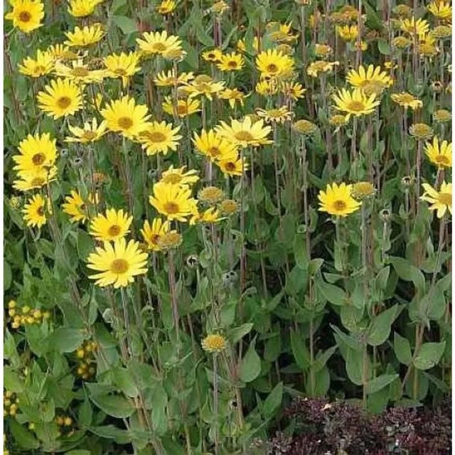 Helianthus atrorubens Sonnenblume gelbe Stauden von Nr-01.de - Bild 1