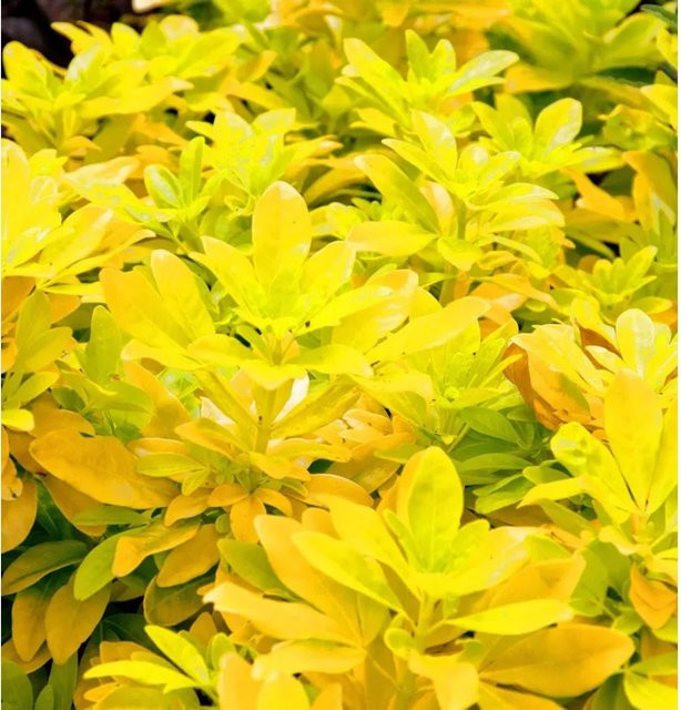 Mexikanische Orangenblume Sundance Choisya ternata weiß, Höhe: 40-60 cm - Bild 1