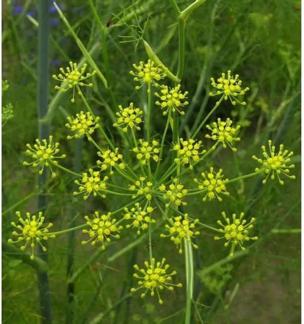 Fenchel Foeniculum vulgare Pflanze für den Garten - Bild 1