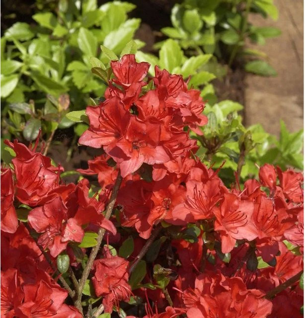 Japanische Azalee Fridoline Rhododendron obtusum Zwerg Alpenrose Nr-01.de Höhe: 40 cm - Bild 1