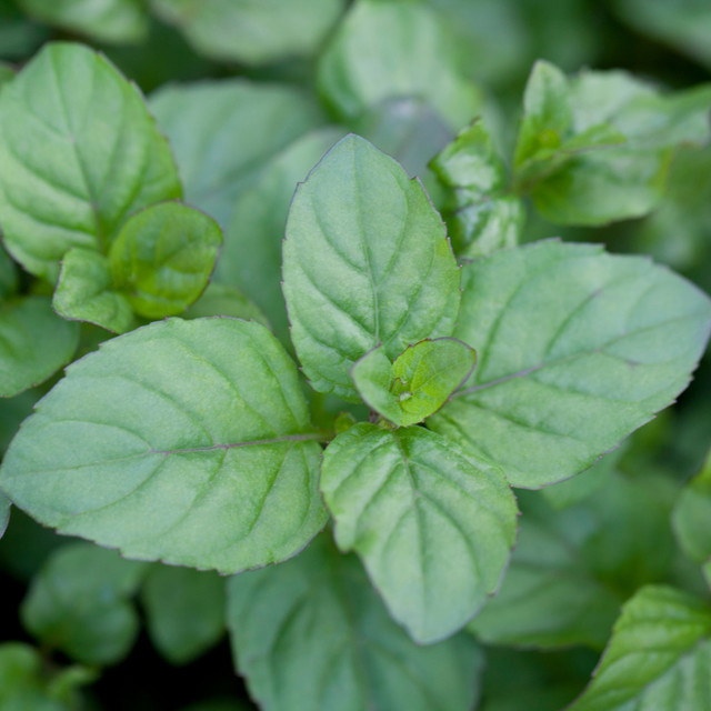 Orangenminze Mentha piperita als mehrjährige Staude für Kräuterbeete, Kübel und Töpfe - Bild 1