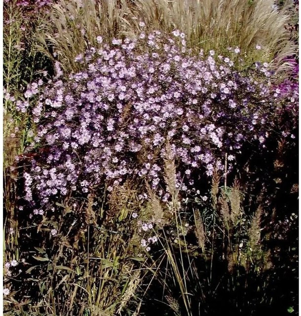 Wild-Aster Asmoe Aster ageratoides lila mehrjährige Pflanze für Steingärten - Bild 1
