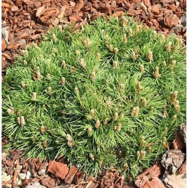 Zwerg Hakenkiefer Pinus uncinata Grüne Welle, Höhe: 25-30 cm - Bild 1