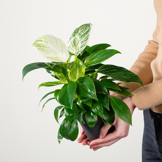 Philodendron White Measure von BLUME2000 – Gestreifte Zimmerpflanze in Grün und Weiß - Bild 1