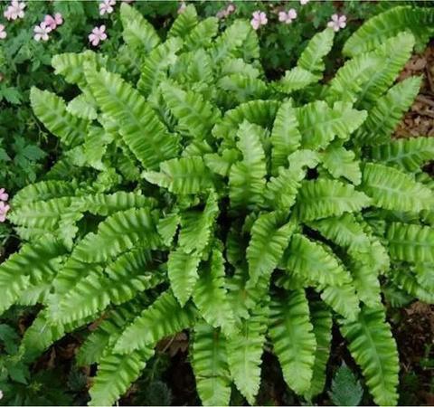 Hirschzungenfarn Crispa Asplenium scolopendrium Zimmerpflanze in Grün von Nr-01.de