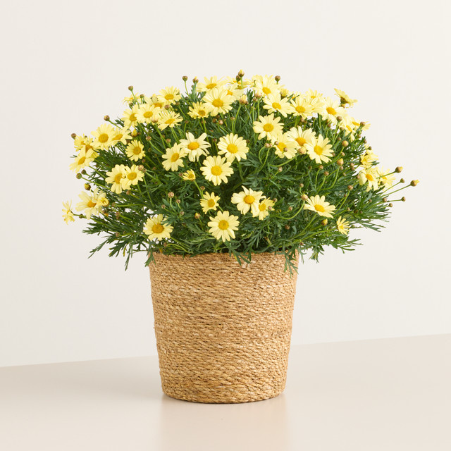 Miss Sunshine Margeritenstrauch von BLUME2000 für Balkon und Terrasse - Bild 1
