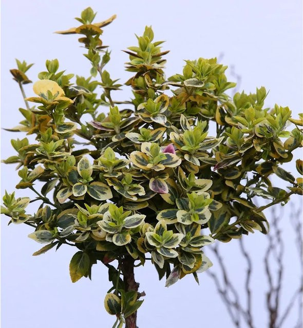 Euonymus fortunei Goldbunte Kriechspindel als Hochstamm, Höhe: 80-100 cm, Gold und Grün - Bild 1