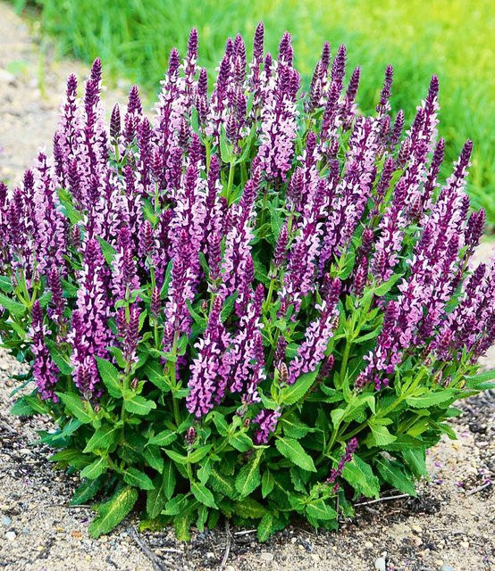 Salvia Pink Profusion Zierpflanze - Bild 1