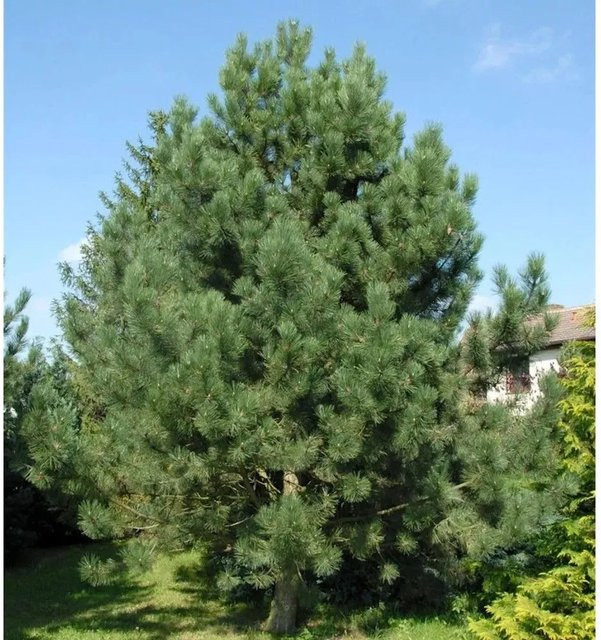 Österreichische Schwarz-Kiefer Pinus nigra von Nr-01.de, Höhe: 100-125 cm - Bild 1