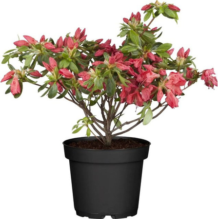 OBI Japanische Azalee Rhododendron in Rot, Höhe: 40 cm