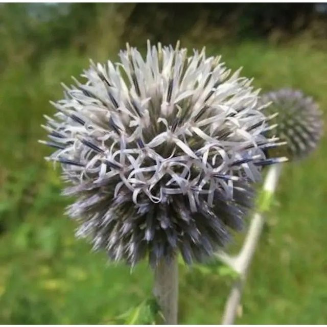 Kugeldistel Star Frost Echinops bannaticus blaue Staude - Bild 1