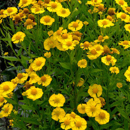 Sonnenbraut Dekoration Pflanze in Gelb mit Blumen und Blättern - Bild 1