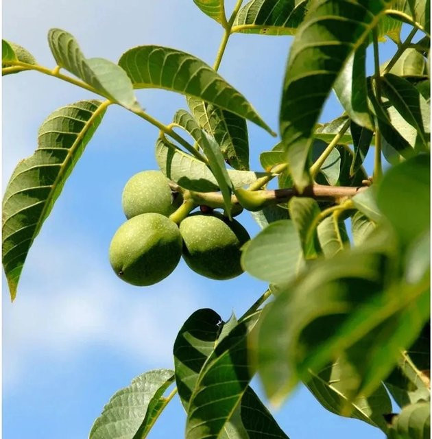Echter Walnussbaum Juglans regia von Nr-01.de, Fruchtbaum in der Höhe 125-150 cm - Bild 1