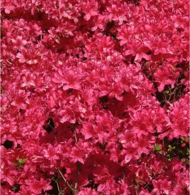 Japanische Azalee Majas Rubin Rhododendron obtusum in Pink, Topfpflanze 15-20 cm - Bild 1
