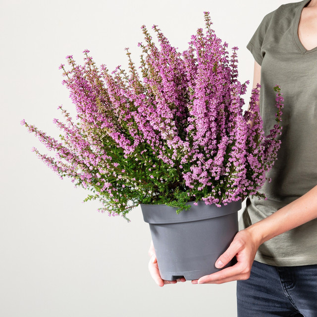 Erica gracilis Glockenheide von BLUME2000 in Rosa für Garten und Balkon - Bild 1