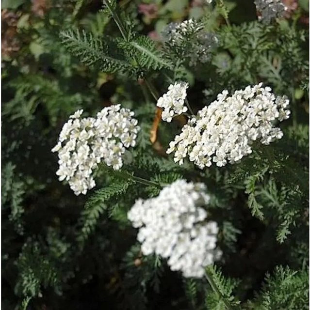 Schafgarbe Schneetaler Achillea millefolium weiße Staude von Nr-01.de - Bild 1