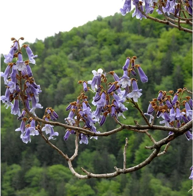Paulownia fortunei Blauglockenbaum Fast Blue von Die Nr-01.de, Höhe: 100-125 cm - Bild 1