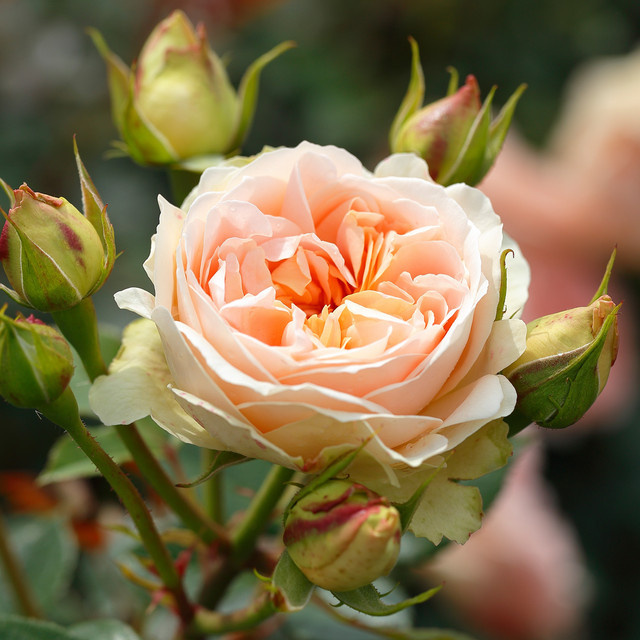 Strauchrose Matthias Claudius Rose von BLUME2000 in Rosa, wurzelnackt - Bild 1