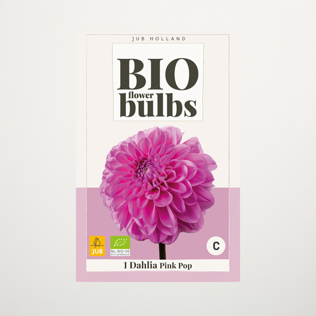 BIO Dahlie Pink Pop Knolle von BLUME2000 - Bild 1