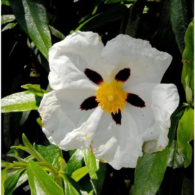 Cistus purpurea Alan Fradd Zistrose in Lila als Zierstrauch für deinen Garten - Bild 1