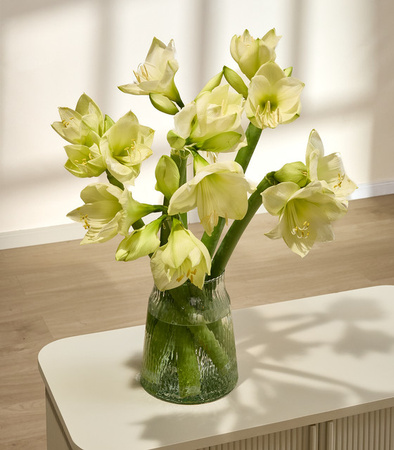 Blume2000 Amaryllis weiße 6 Stiele