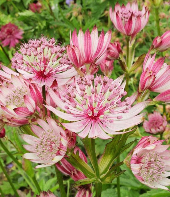 Astrantia Sparkling Stars Pink Prachtstern Pflanze - Bild 1
