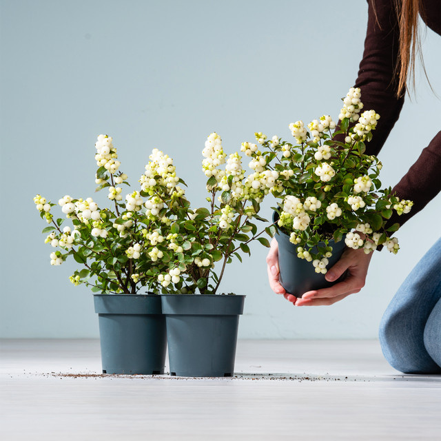 Schneebeere Magical Galaxy Symphoricarpos 3er Set von BLUME2000 - Bild 1