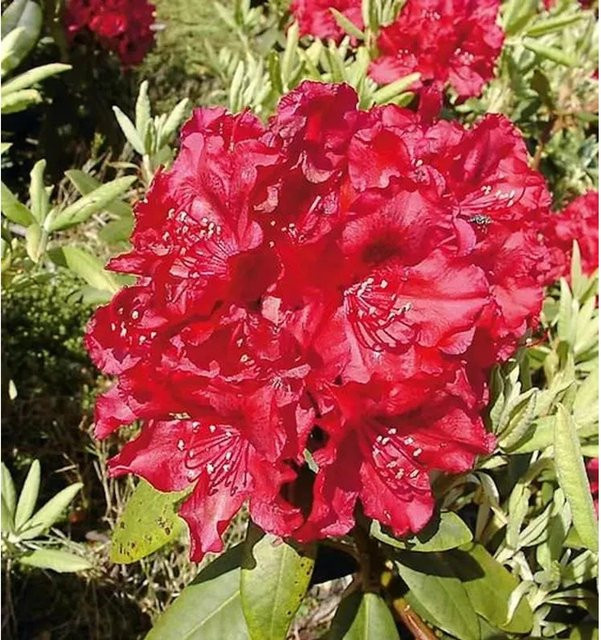 INKARHO Rhododendron Erato Alpenrose großblumiger Zierstrauch - Bild 1