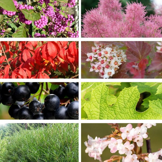 Pflanzen-Set Herbstliche Farbvielfalt von Mein schöner Garten Shop mit 8 bunten Hortensien für den Garten und Außenbereich - Bild 1
