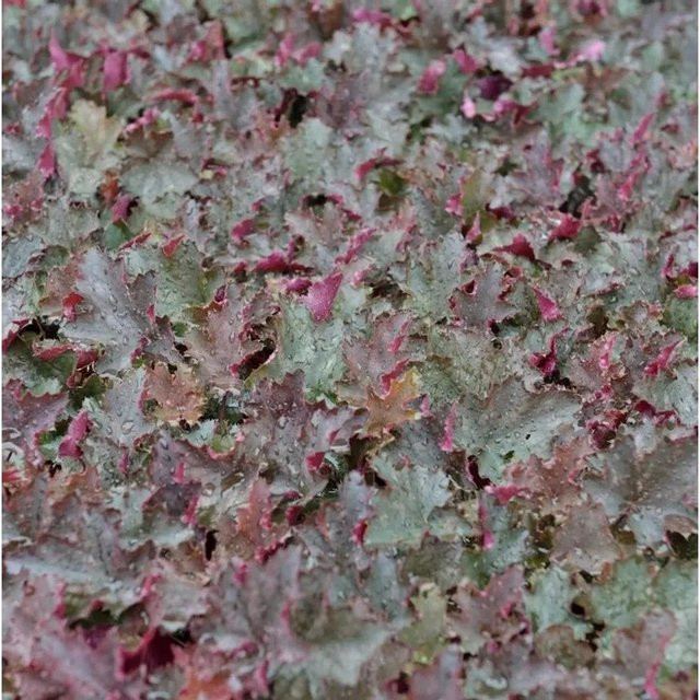 Heuchera micrantha Purpurglöckchen Stormy Seas mehrjährige Gartenpflanze Bodendecker multicolor - Bild 1