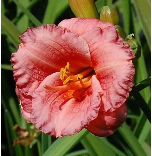 Taglilie Cosmopolitan Hemerocallis cultorum als mehrjährige Staude von Nr-01.de - Bild 1
