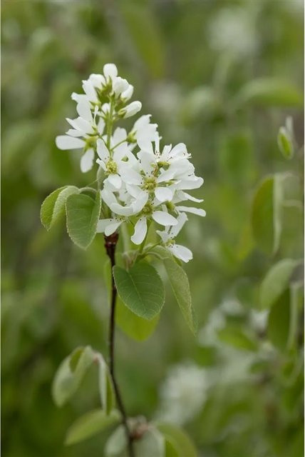 Amelanchier Alnifolia Smoky Felsenbirne mit essbaren Früchten, weiß blühender Strauch, Höhe: 40–60 cm - Bild 1