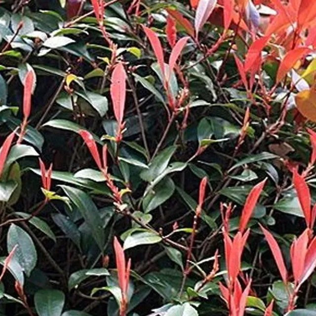 Arborix Glanzmispel Red Robin Photinia fraseri als Heckenpflanze mit rotem Austrieb im Container, Höhe: 40 bis 60 cm - Bild 1