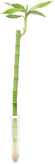 Value Greens Glücksbambus Lucky Bamboo Dracaena Sanderiana Grün, Länge: 50 cm - Bild 1