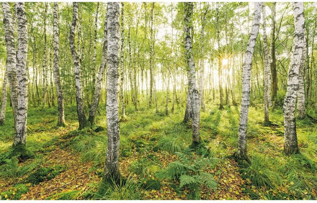 Komar Fototapete Vlies Birch Trees B: 400 cm, H: 250 cm - Bild 1