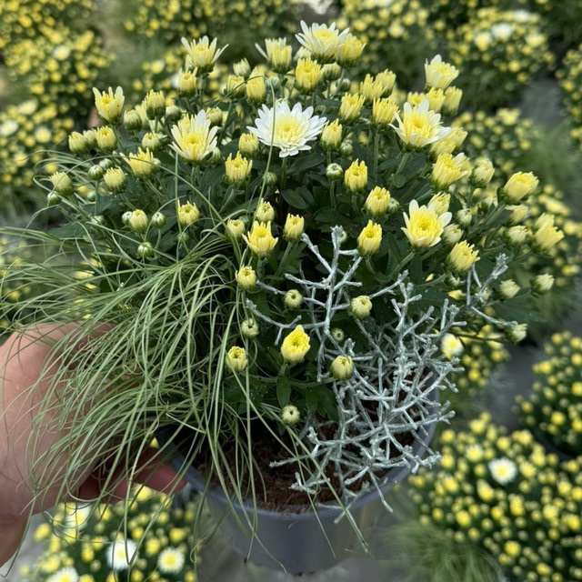 Balkonblumen Weißer Herbstmix in Weiß für Garten, Balkon und Terrasse - Bild 1