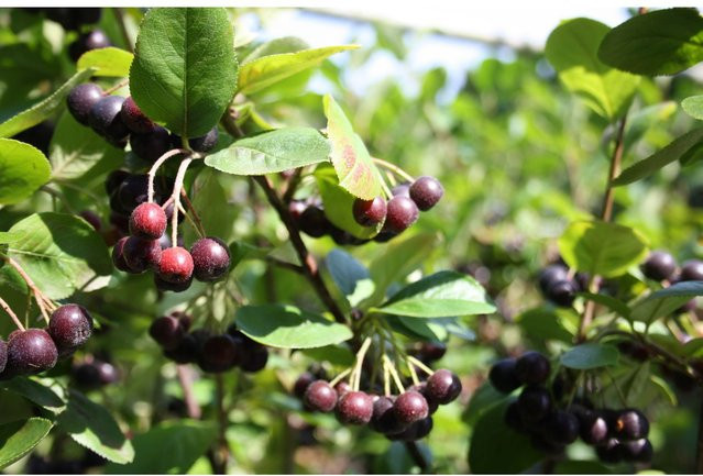 Aronia Nero Apfelbeere Beerenstrauch - Bild 1