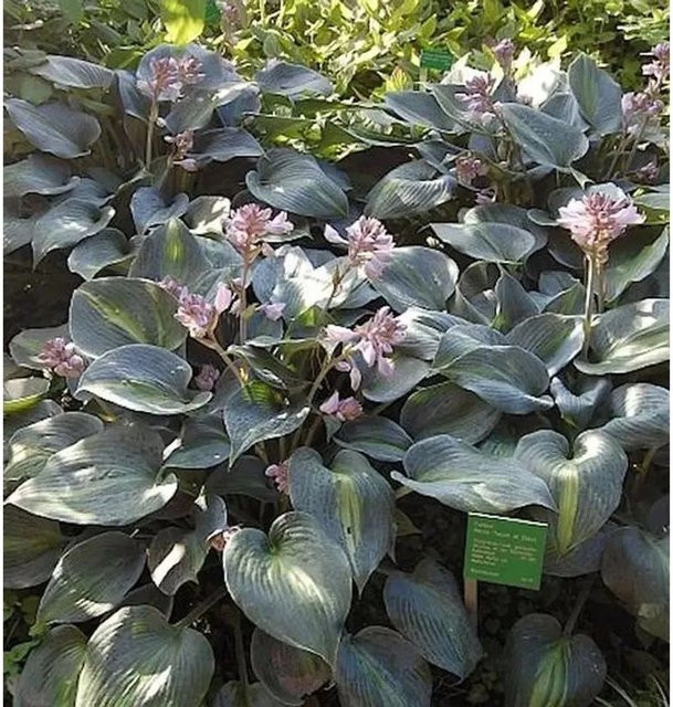 Funkie Touch of Class Hosta cultorum Grün Dauerblühende Gartenpflanze - Bild 1