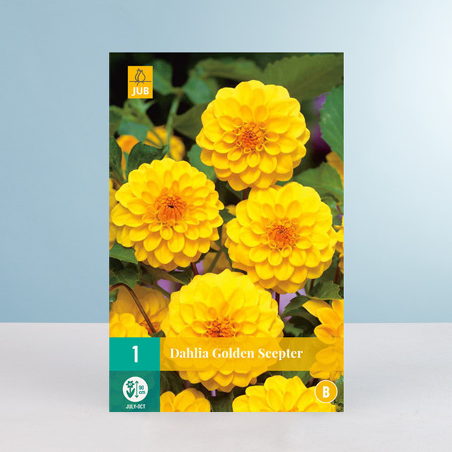 Pompon-Dahlie Golden Scepter Knolle von BLUME2000 - Bild 1